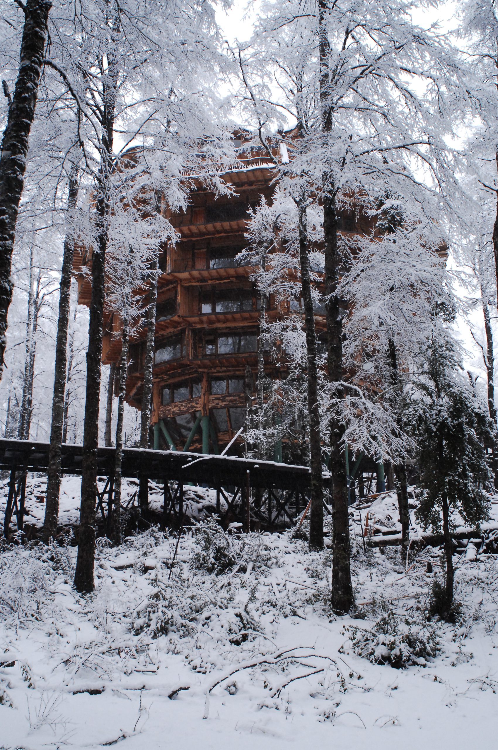 Nothofagus_Inviern_Nieve - Huilo Huilo